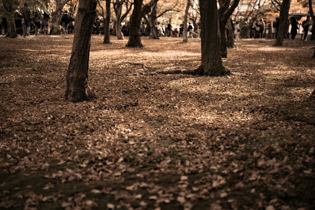 f:id:nikyon:20151206094842j:image f:id:nikyon:20151206094842j:image