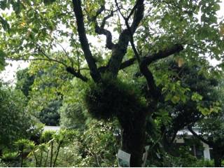 f:id:nil-cafe:20140910233634j:plain f:id:nil-cafe:20140910233634j:plain