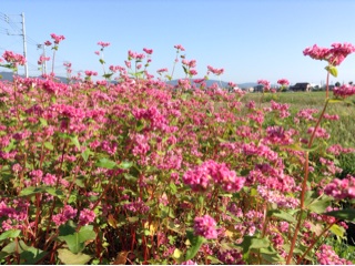 f:id:nil-cafe:20141029204320j:plain f:id:nil-cafe:20141029204320j:plain