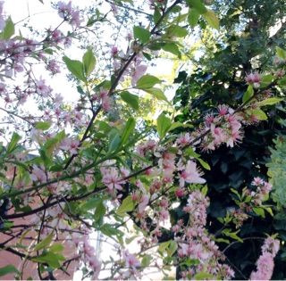 f:id:nil-cafe:20150331090559j:plain f:id:nil-cafe:20150331090559j:plain
