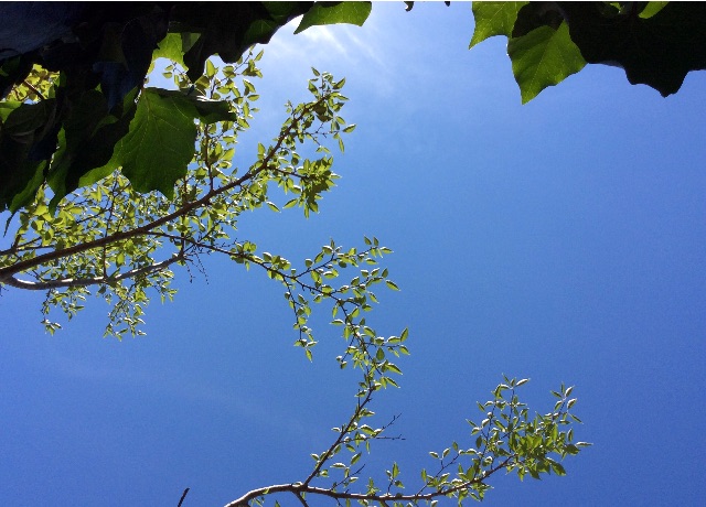 f:id:nil-cafe:20150719095107j:image f:id:nil-cafe:20150719095107j:image