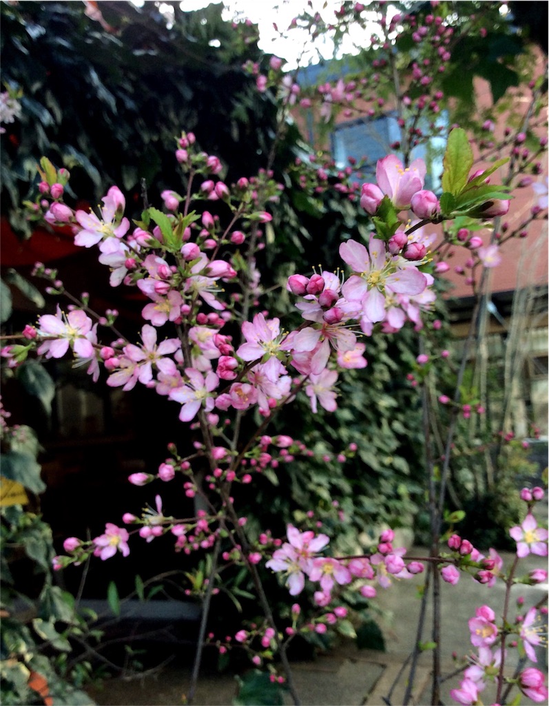 f:id:nil-cafe:20160322083728j:image f:id:nil-cafe:20160322083728j:image