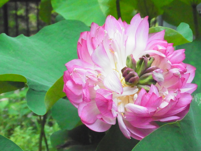 f:id:nishidenden:20140721114115j:plain f:id:nishidenden:20140721114115j:plain