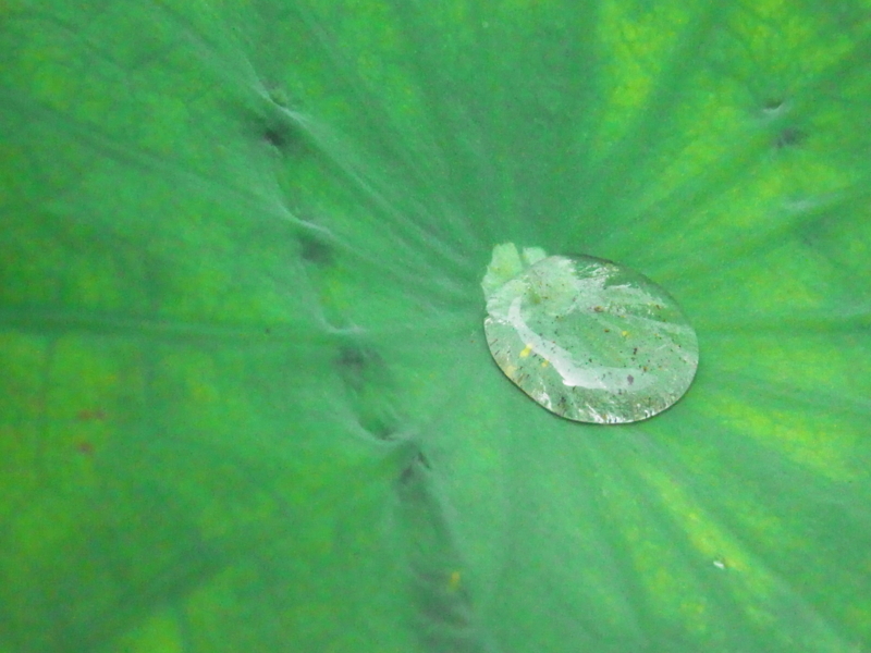 f:id:nishidenden:20140721114321j:plain f:id:nishidenden:20140721114321j:plain