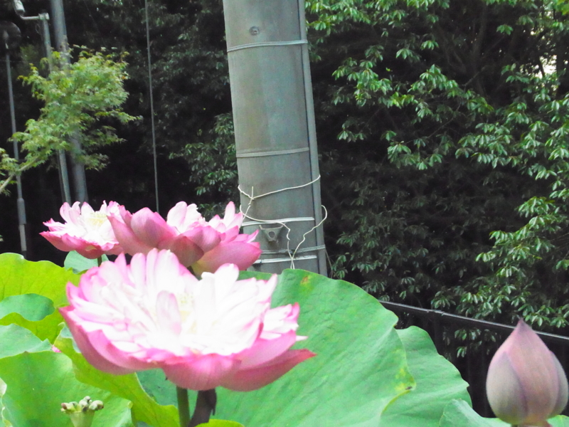 f:id:nishidenden:20140721114411j:plain f:id:nishidenden:20140721114411j:plain