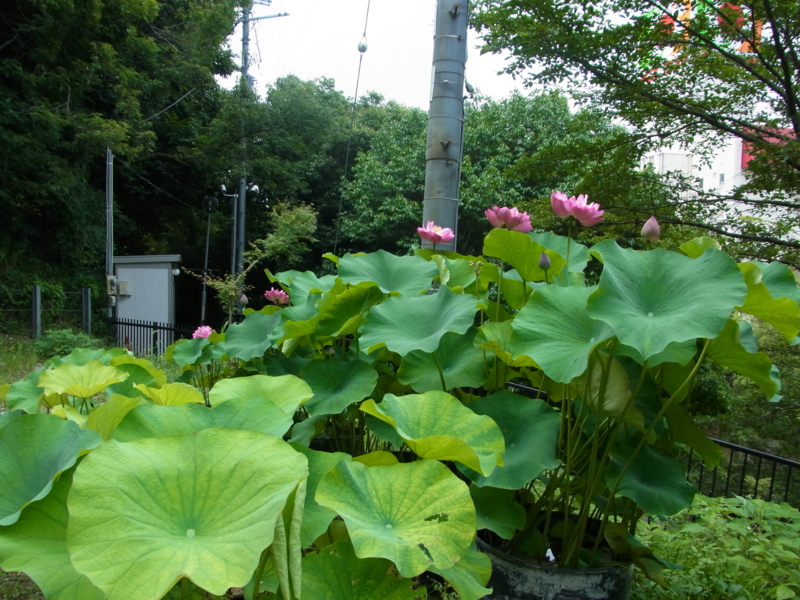 f:id:nishidenden:20140721114617j:plain f:id:nishidenden:20140721114617j:plain