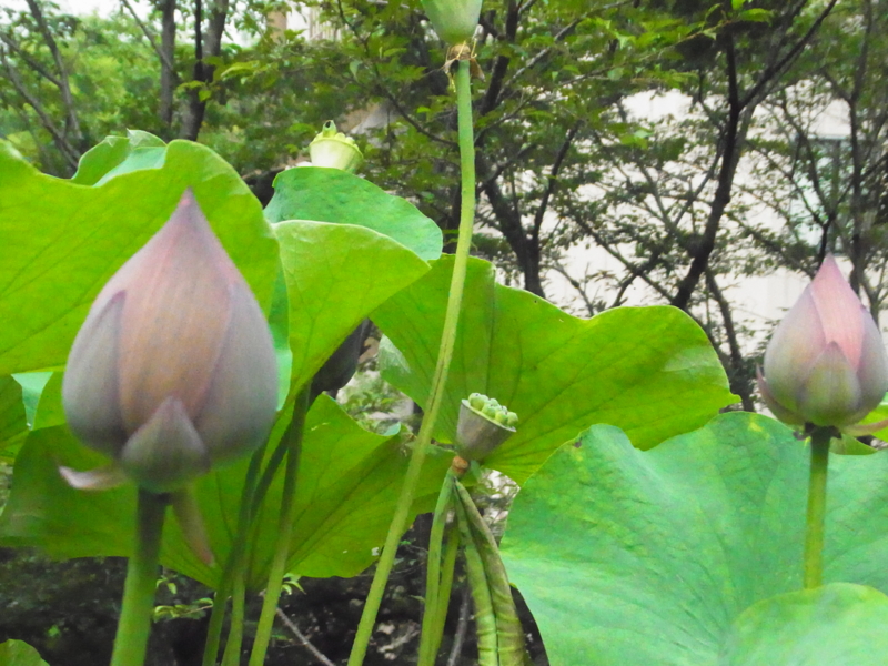 f:id:nishidenden:20140721114732j:plain f:id:nishidenden:20140721114732j:plain