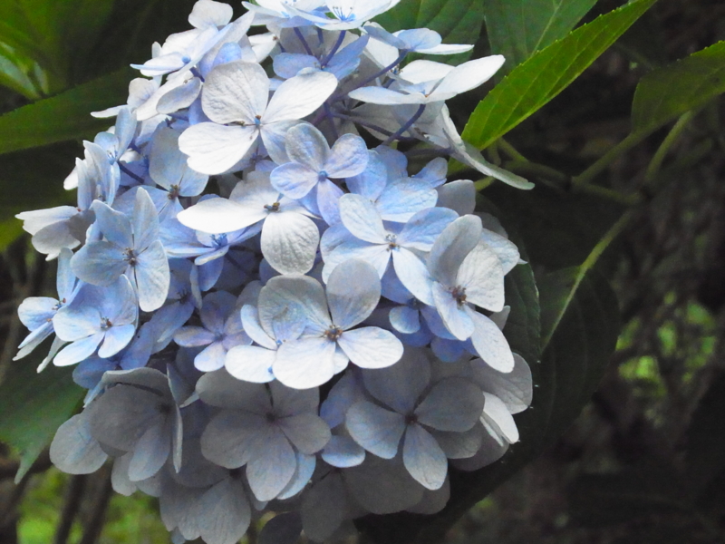 f:id:nishidenden:20140721114922j:plain f:id:nishidenden:20140721114922j:plain