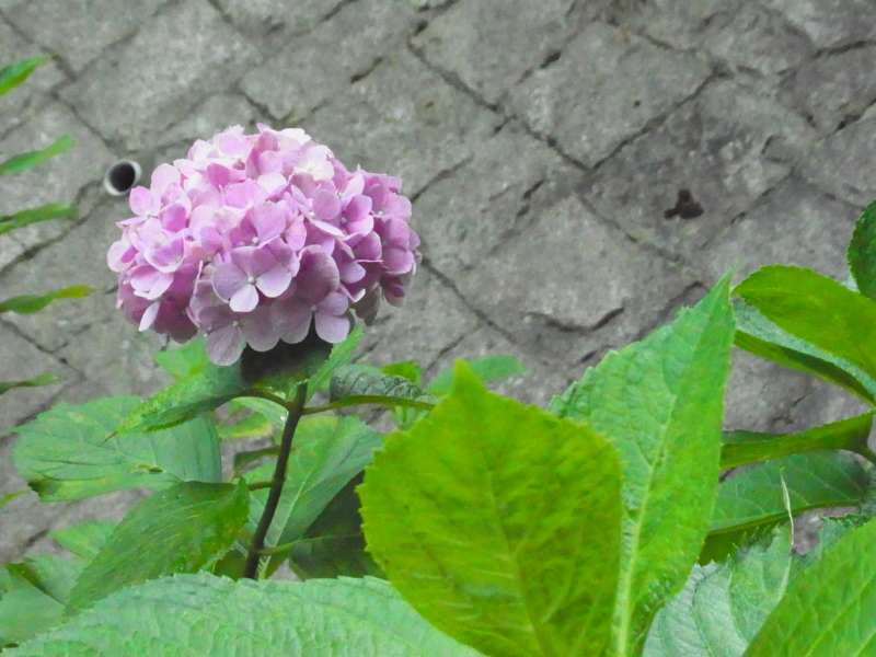 f:id:nishidenden:20140721114958j:plain f:id:nishidenden:20140721114958j:plain