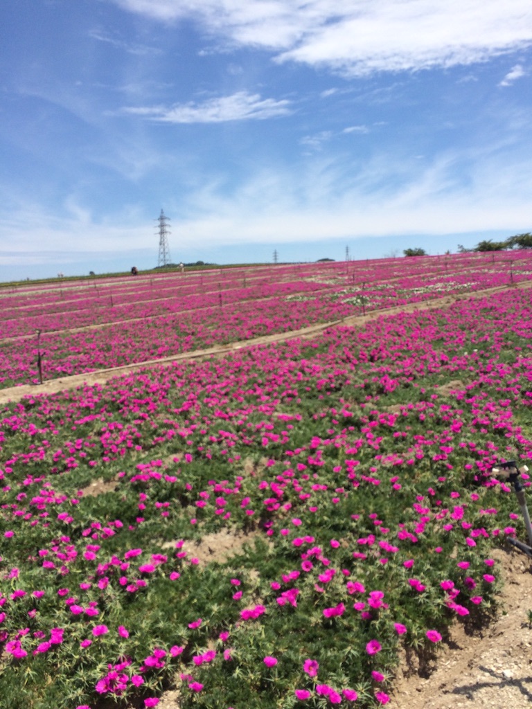 f:id:nishimikawa:20150812142106j:image f:id:nishimikawa:20150812142106j:image