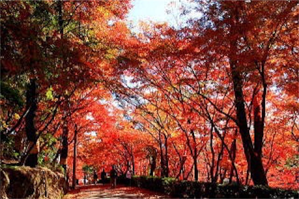 f:id:nishimikawa:20151015034812j:image f:id:nishimikawa:20151015034812j:image
