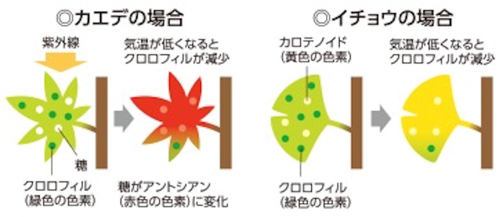 f:id:nishimikawa:20151021184707j:image f:id:nishimikawa:20151021184707j:image