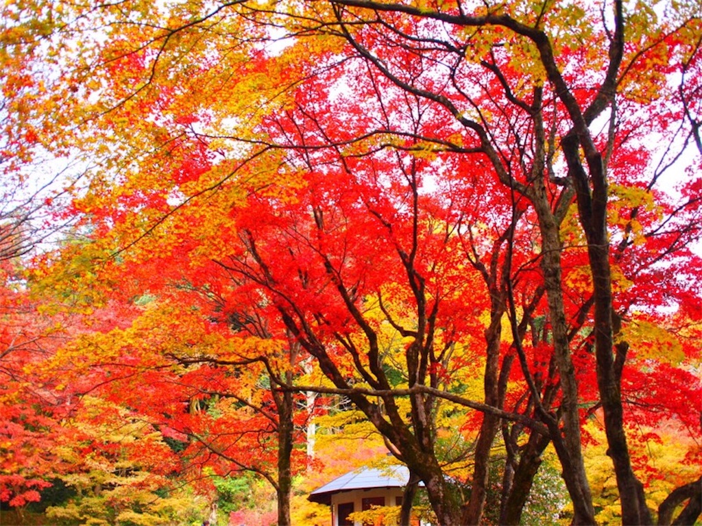 f:id:nishimikawa:20151103144115j:image f:id:nishimikawa:20151103144115j:image