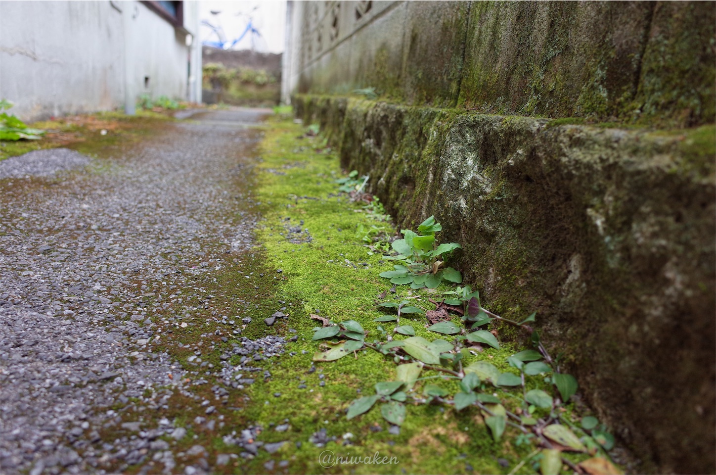 f:id:niwaken:20160123220619j:image