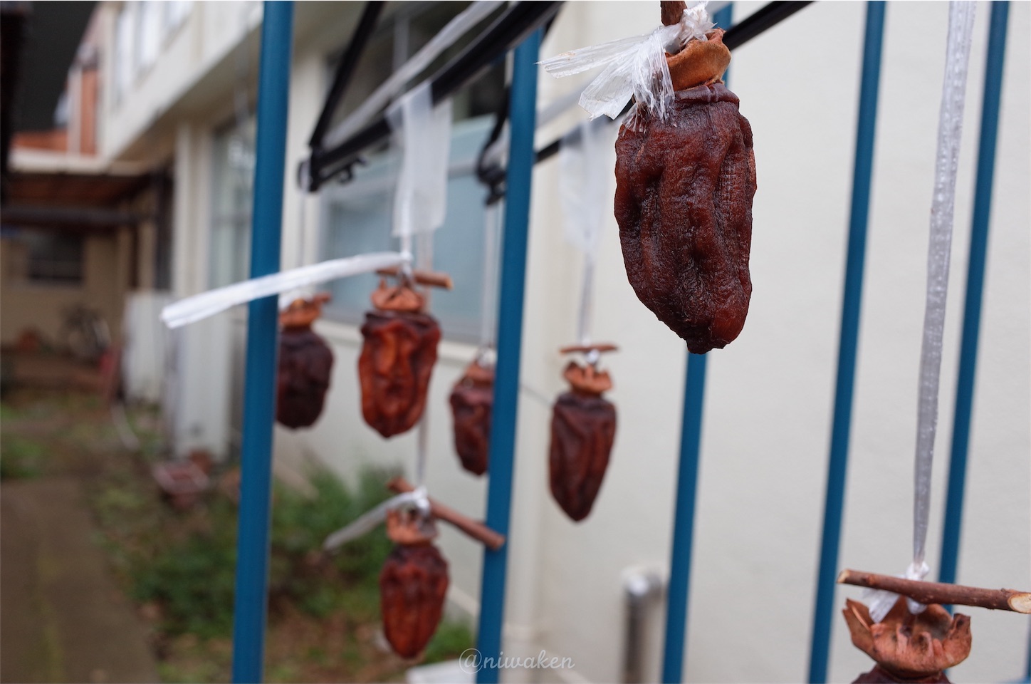 f:id:niwaken:20160123220644j:image