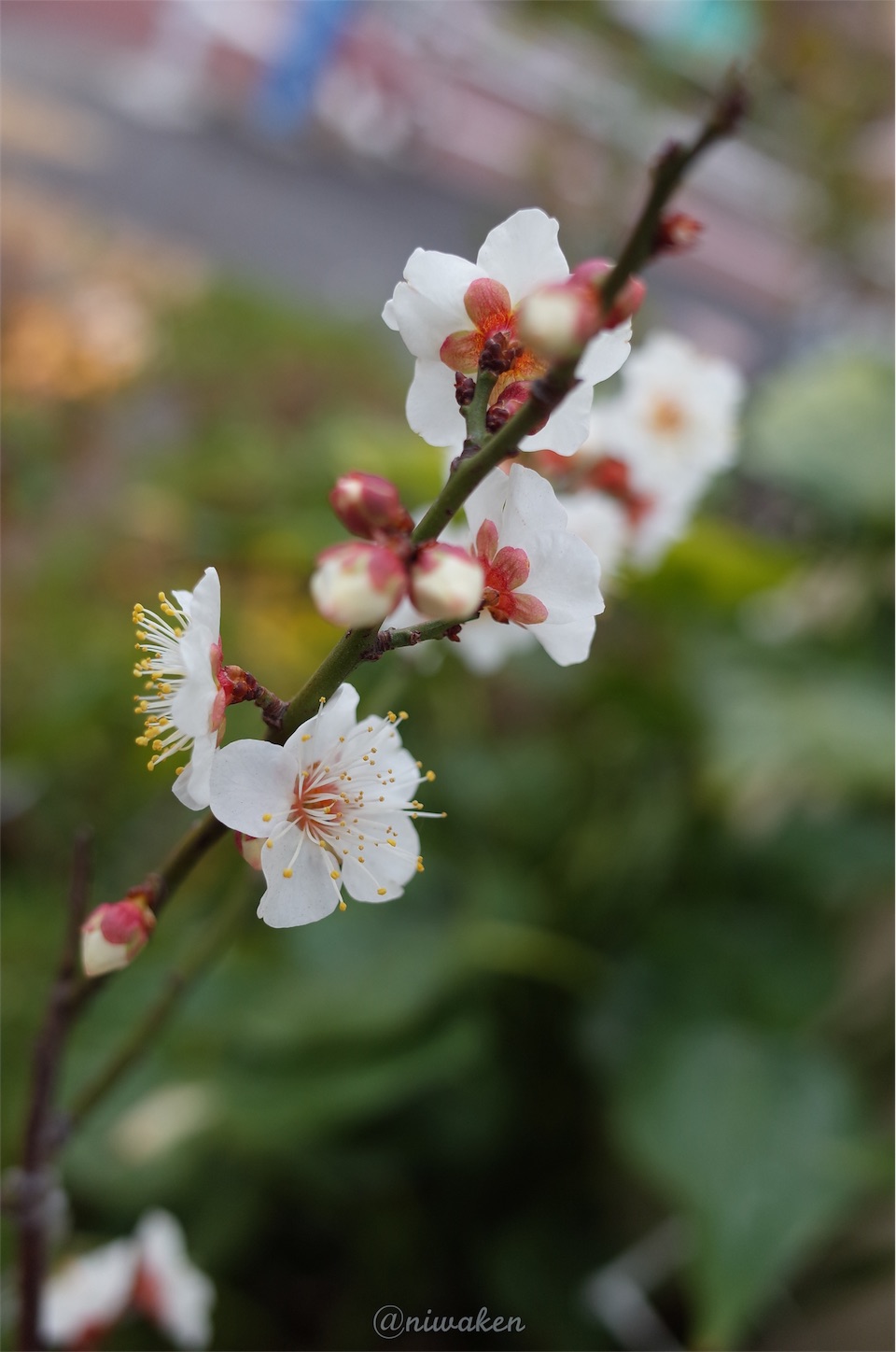 f:id:niwaken:20160123220944j:image