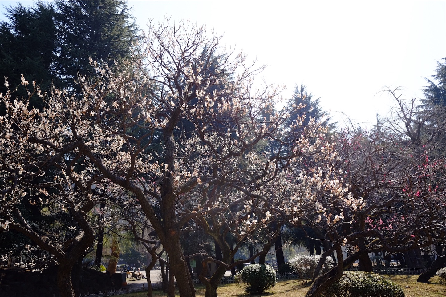 f:id:niwaken:20160220224117j:image f:id:niwaken:20160220224117j:image