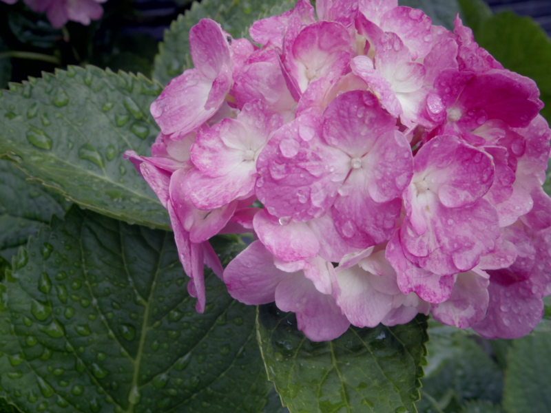 f:id:nkjm24:20140630132435j:plain f:id:nkjm24:20140630132435j:plain