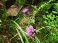 f:id:nkmrimc:20120705114548j:image:medium:left f:id:nkmrimc:20120705114548j:image:medium:left