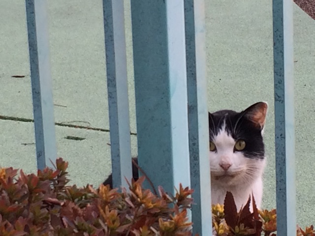 f:id:nnnaoki84:20150104102808j:plain f:id:nnnaoki84:20150104102808j:plain