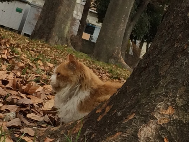 f:id:nnnaoki84:20150104103655j:plain f:id:nnnaoki84:20150104103655j:plain