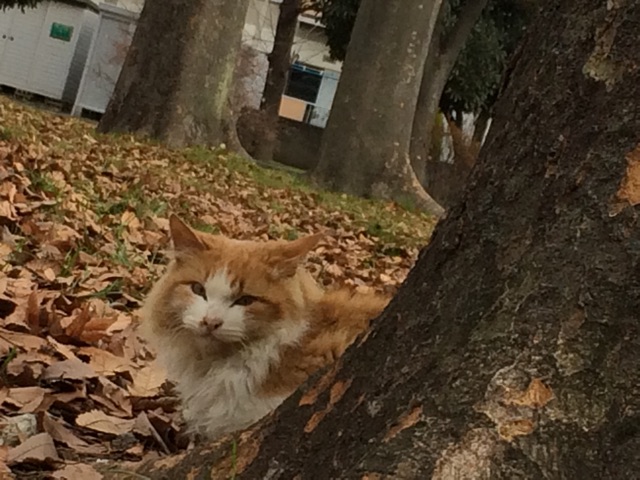 f:id:nnnaoki84:20150104103736j:plain f:id:nnnaoki84:20150104103736j:plain
