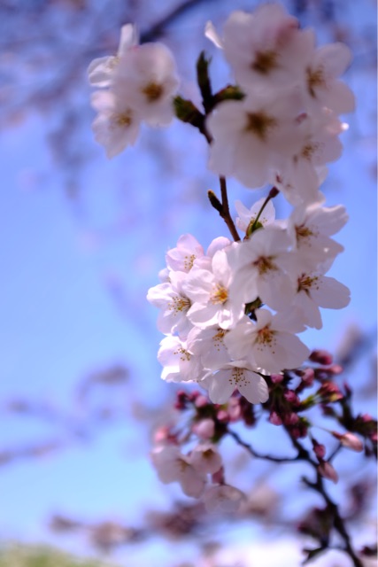 f:id:nnnaoki84:20150330070228j:plain f:id:nnnaoki84:20150330070228j:plain