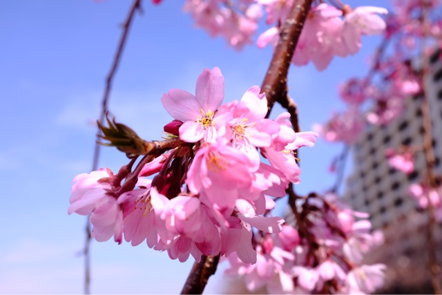 f:id:nnnaoki84:20150411061646j:plain f:id:nnnaoki84:20150411061646j:plain