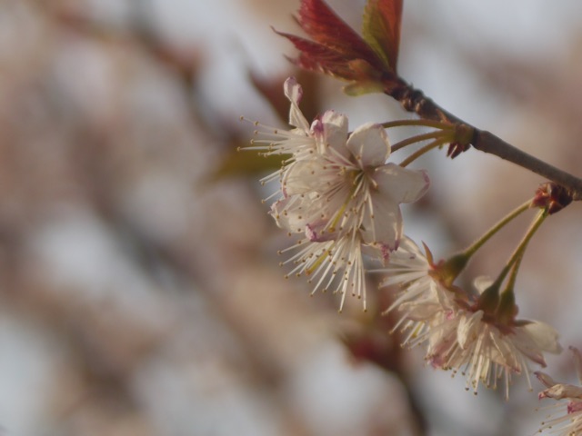 f:id:nnnaoki84:20150411071646j:plain f:id:nnnaoki84:20150411071646j:plain