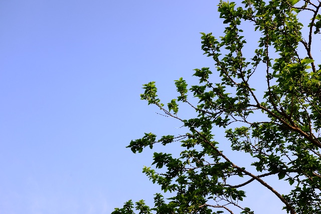 f:id:nnnaoki84:20150425075405j:image f:id:nnnaoki84:20150425075405j:image