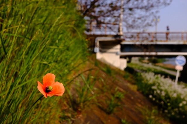 f:id:nnnaoki84:20150426063901j:image f:id:nnnaoki84:20150426063901j:image