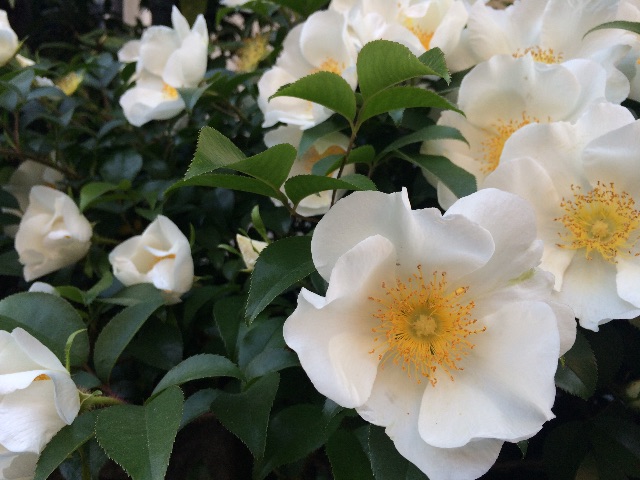 f:id:nnnaoki84:20150427124808j:image f:id:nnnaoki84:20150427124808j:image
