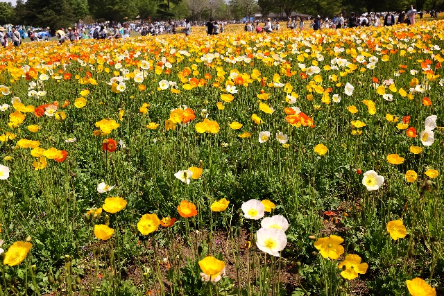 f:id:nnnaoki84:20150430115730j:image f:id:nnnaoki84:20150430115730j:image