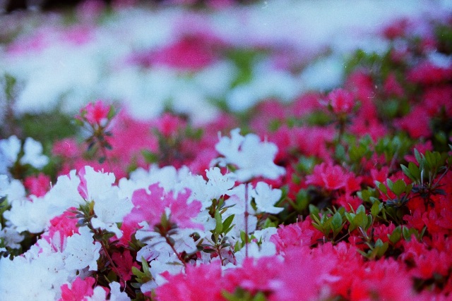 f:id:nnnaoki84:20150517135634j:image f:id:nnnaoki84:20150517135634j:image