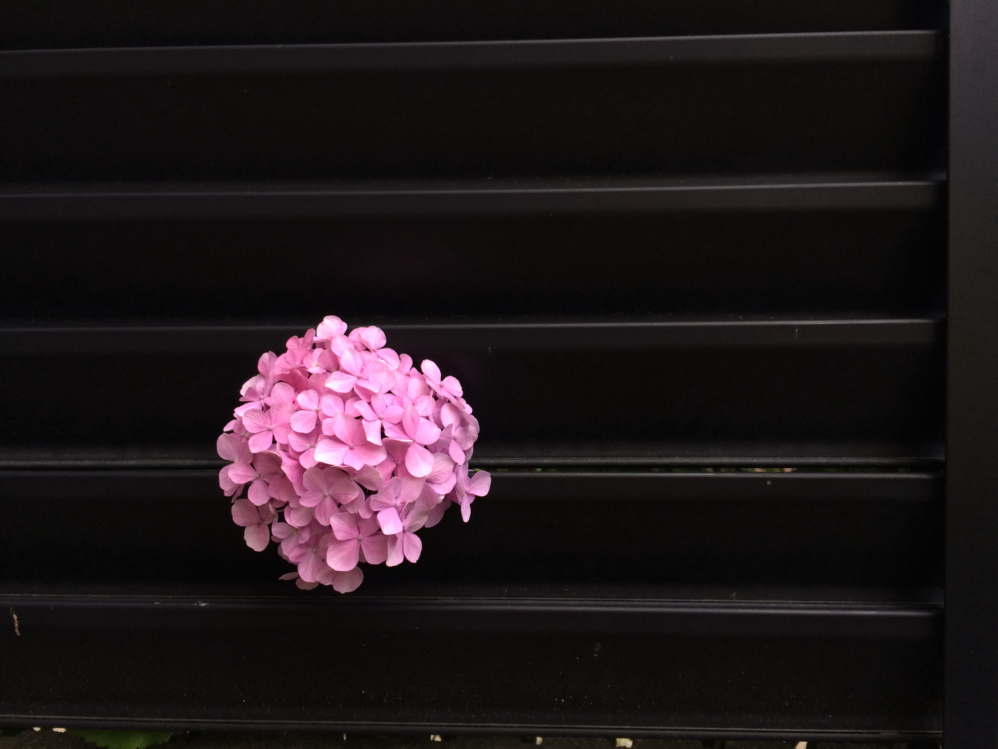 f:id:nnnaoki84:20150610124522j:image f:id:nnnaoki84:20150610124522j:image