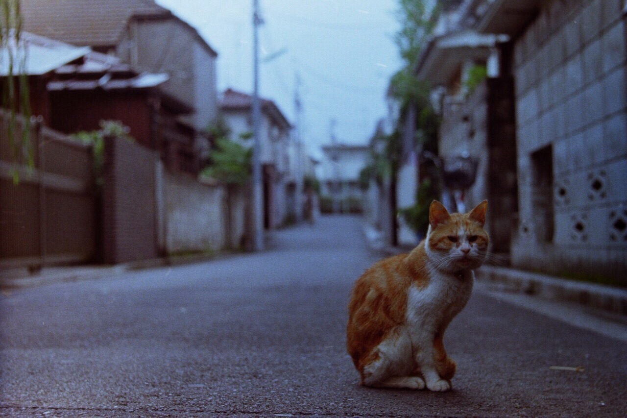 f:id:nnnaoki84:20150701154823j:image f:id:nnnaoki84:20150701154823j:image