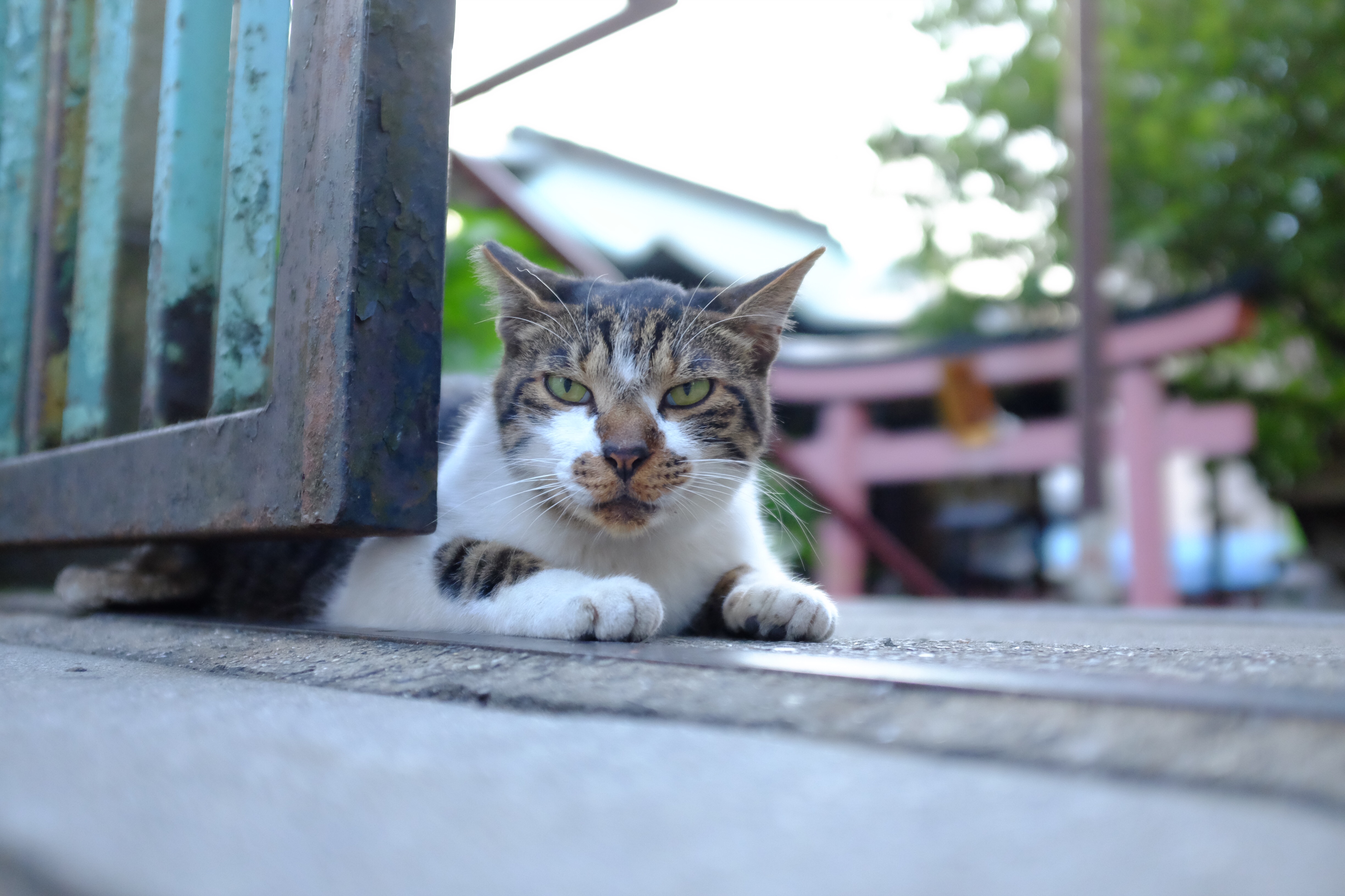 f:id:nnnaoki84:20150726081050j:image f:id:nnnaoki84:20150726081050j:image