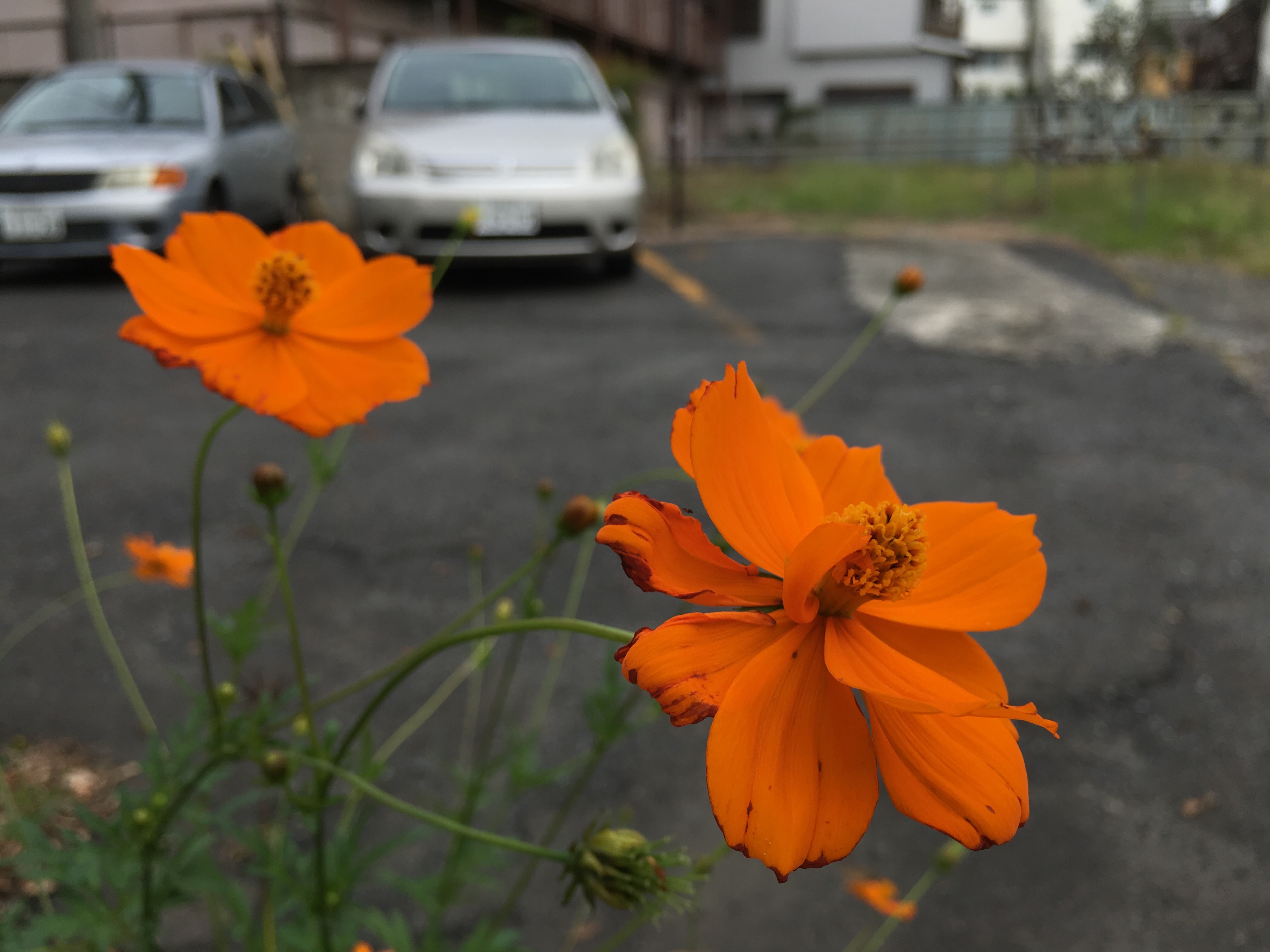 f:id:nnnaoki84:20150926184202j:image f:id:nnnaoki84:20150926184202j:image