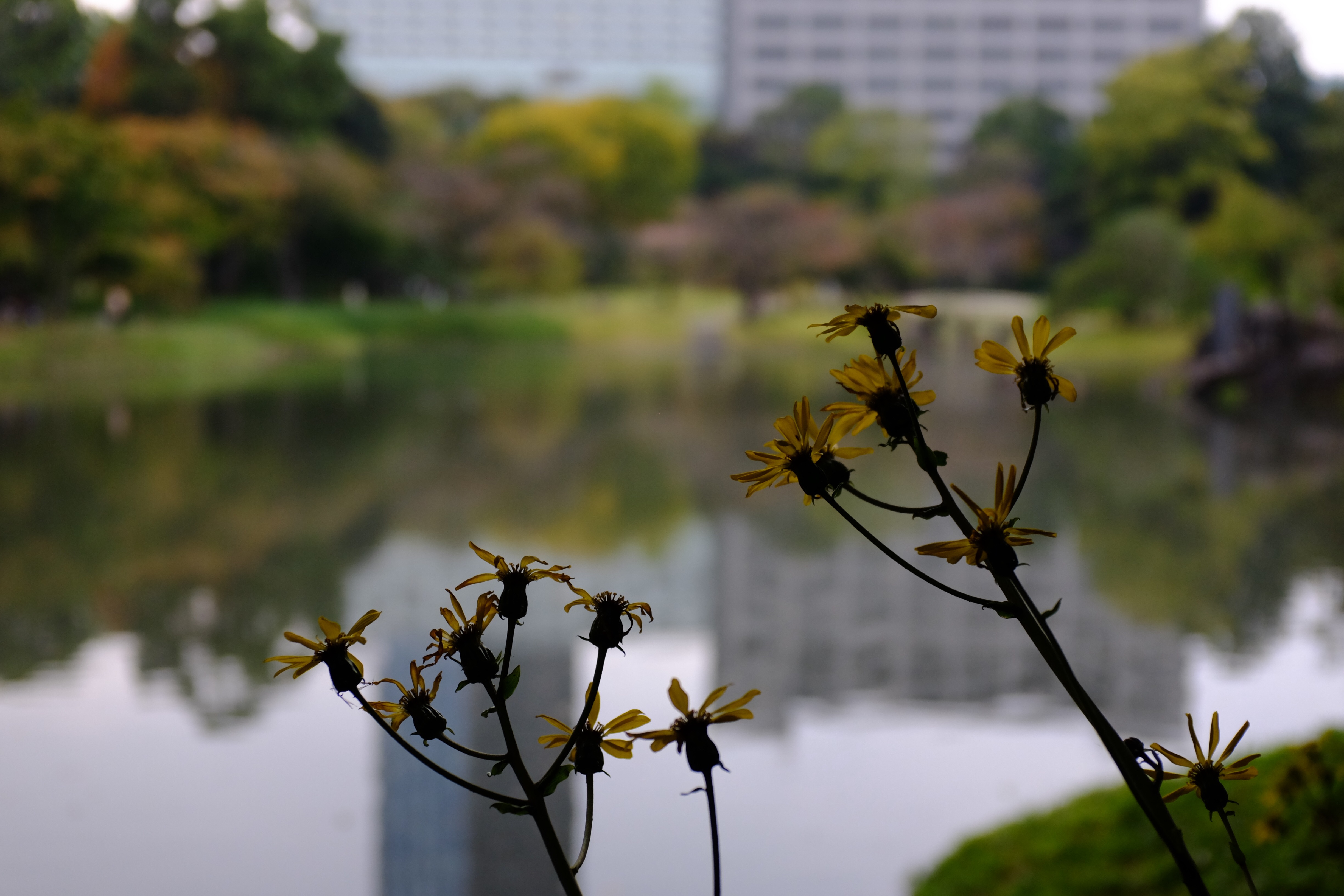 f:id:nnnaoki84:20151109130734j:image f:id:nnnaoki84:20151109130734j:image