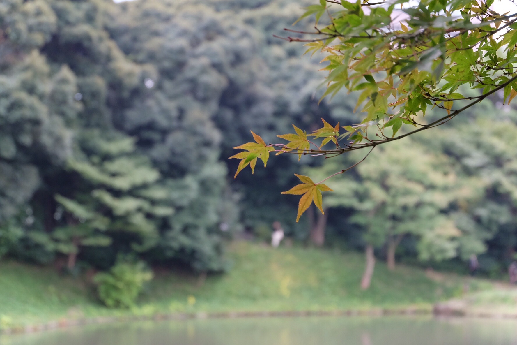 f:id:nnnaoki84:20151109130912j:image f:id:nnnaoki84:20151109130912j:image