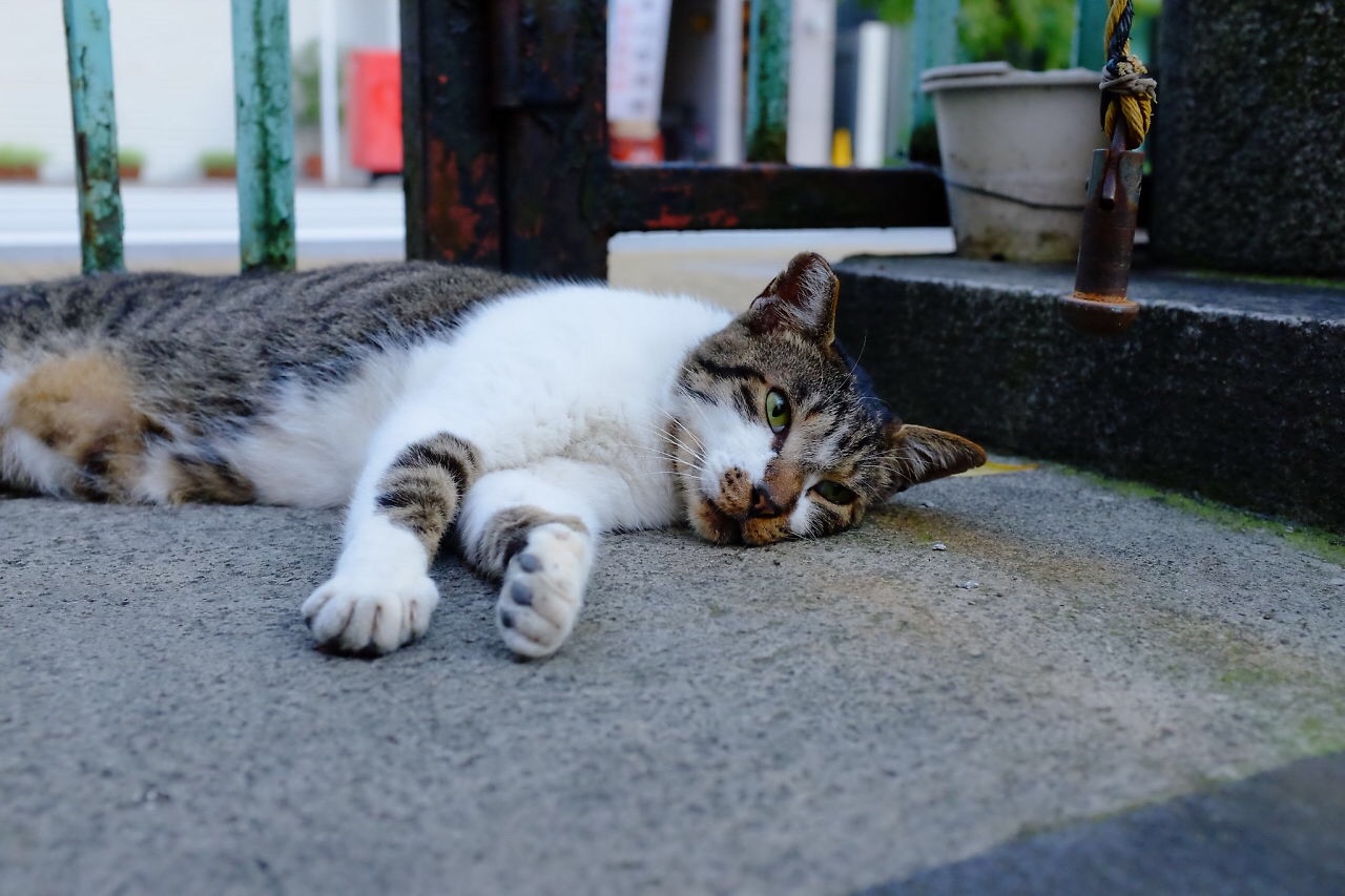 f:id:nnnaoki84:20151124171102j:image f:id:nnnaoki84:20151124171102j:image