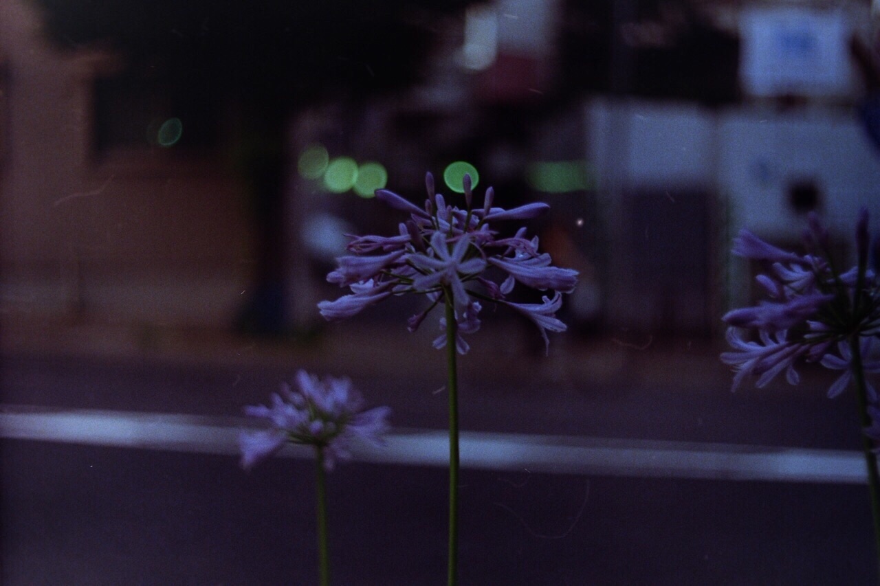 f:id:nnnaoki84:20151230151702j:image f:id:nnnaoki84:20151230151702j:image