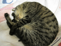 f:id:noahchan:20101016200524j:image f:id:noahchan:20101016200524j:image