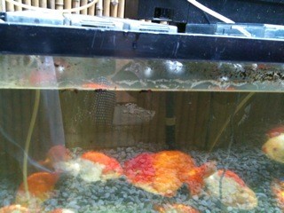f:id:nogajika:20091125002308j:image:w250 f:id:nogajika:20091125002308j:image:w250