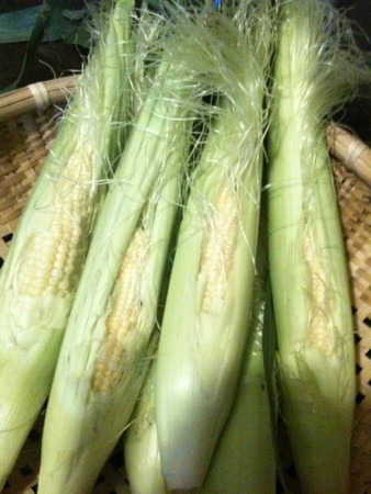 f:id:nogajika:20100524003947j:image:w200 f:id:nogajika:20100524003947j:image:w200