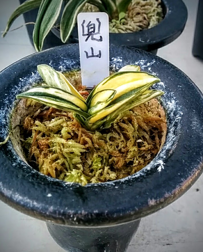 f:id:nogreen-nolife:20160325001446j:plain