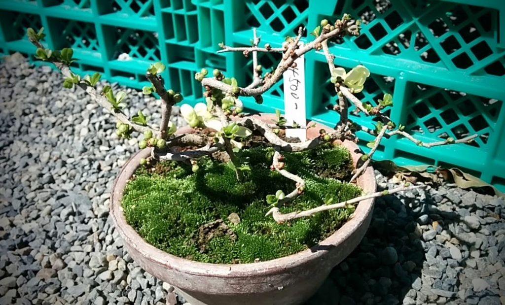 f:id:nogreen-nolife:20160325002627j:plain