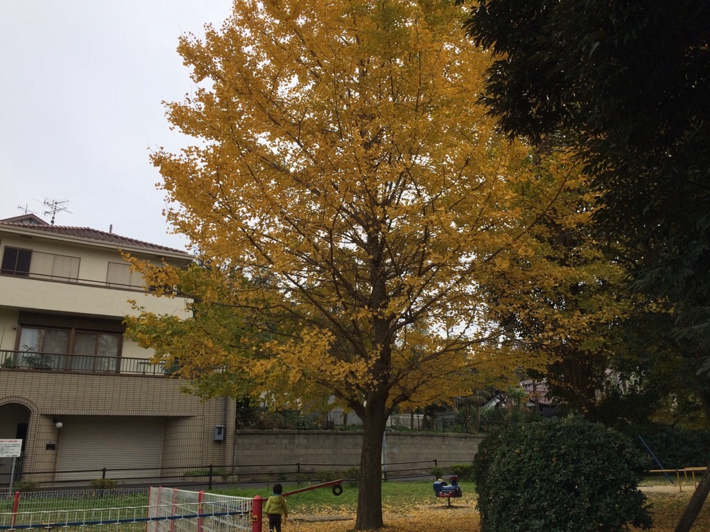 f:id:noma9289:20151124065747j:image f:id:noma9289:20151124065747j:image