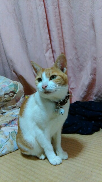 f:id:nominomitan:20151015131721j:image f:id:nominomitan:20151015131721j:image