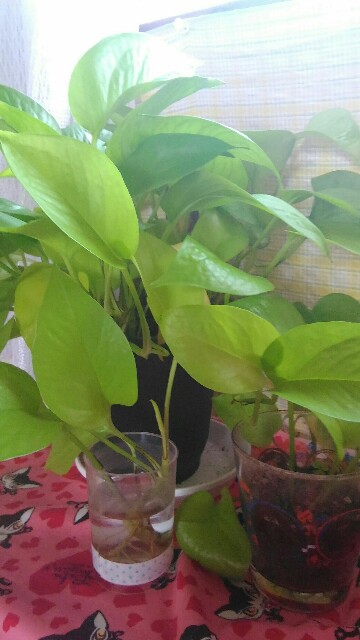 f:id:nominomitan:20151115102849j:image f:id:nominomitan:20151115102849j:image